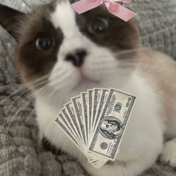 Meet your Posher, Aleks - Picture 1 of 1